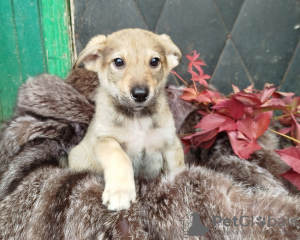 Photo №2 to announcement № 100052 for the sale of non-pedigree dogs - buy in Russian Federation private announcement