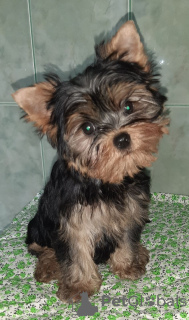 Additional photos: Yorkshire terrier. Boy's and girl's.