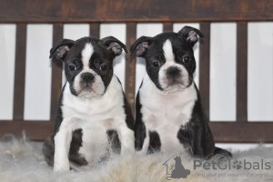 Photo №1. boston terrier - for sale in the city of Stavelot | 1902$ | Announcement № 93002