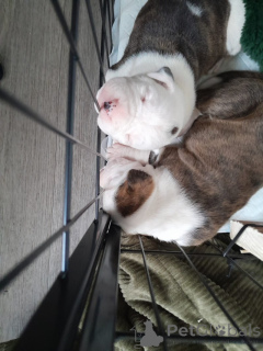 Photo №4. I will sell american bulldog in the city of Garmisch-Partenkirchen. private announcement - price - 518$