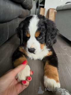 Photo №3. Beautiful Bernese Mountain Dog Puppies Ready for Loving Homes. Germany