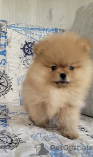 Additional photos: Pomeranian boy