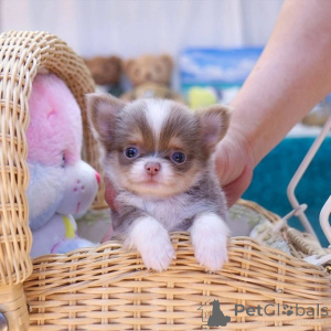 Photo №1. chihuahua - for sale in the city of Warsaw | negotiated | Announcement № 163078