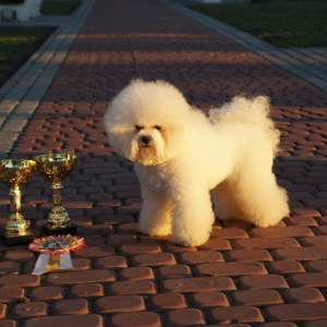 Photo №1. bichon frise - for sale in the city of Minsk | 550$ | Announcement № 1180