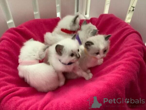 Photo №1. birman - for sale in the city of Baienfurt | negotiated | Announcement № 167579