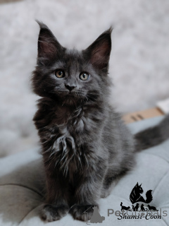 Photo №1. maine coon - for sale in the city of St. Petersburg | 1500$ | Announcement № 163188
