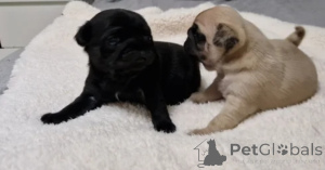 Photo №1. pug - for sale in the city of Allison | Is free | Announcement № 175308
