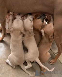 Photo №2 to announcement № 139074 for the sale of italian greyhound - buy in Germany private announcement, breeder