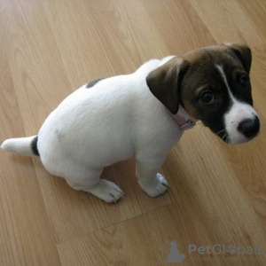 Photo №1. jack russell terrier - for sale in the city of Франкфурт | 254$ | Announcement № 78847