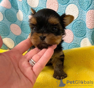 Photo №1. yorkshire terrier - for sale in the city of Helsinki | negotiated | Announcement № 43044