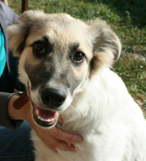 Photo №2 to announcement № 1322 for the sale of non-pedigree dogs - buy in Russian Federation from the shelter