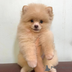 Photo №1. pomeranian - for sale in the city of Cambridge | negotiated | Announcement № 71106