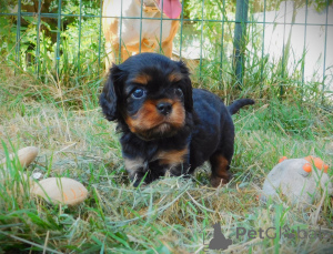 Photo №4. I will sell cavalier king charles spaniel in the city of Arrondissement de Paris.  - price - Is free