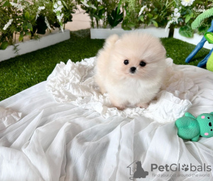 Photo №1. pomeranian - for sale in the city of New York | 300$ | Announcement № 111883