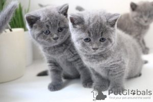 Photo №3. British shorthair blue kittens. Germany