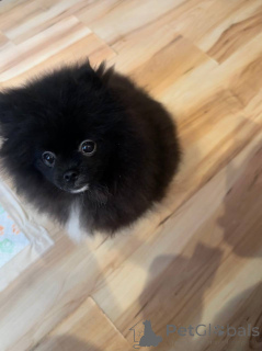 Photo №3. Pomeranian Spitz (boy). Belarus