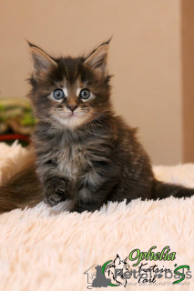 Photo №1. maine coon - for sale in the city of St. Petersburg | 442$ | Announcement № 8092