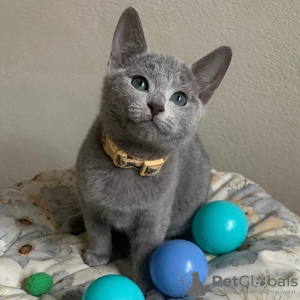 Photo №1. russian blue - for sale in the city of Brussels | negotiated | Announcement № 129833