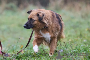 Additional photos: Affectionate, gentle and curious puppy Ciri is looking for a home.