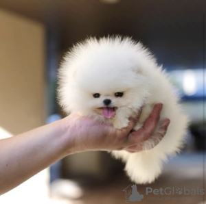 Photo №4. I will sell pomeranian in the city of Los Angeles. private announcement - price - 300$