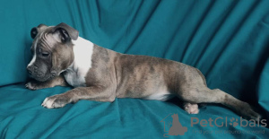 Photo №1. american staffordshire terrier - for sale in the city of Lviv | 700$ | Announcement № 33346