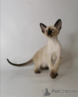 Photo №2 to announcement № 9732 for the sale of oriental shorthair - buy in Russian Federation from nursery