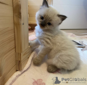Photo №2 to announcement № 102275 for the sale of ragdoll - buy in United States private announcement, breeder