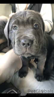 Additional photos: Cane Corso