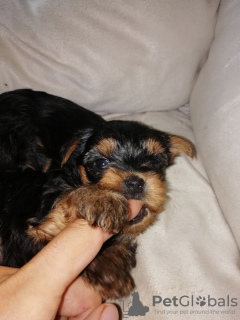 Photo №3. Yorkie baby face puppies. Lithuania