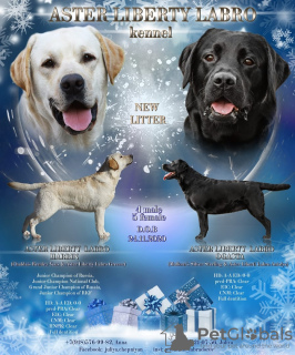 Photo №1. labrador retriever - for sale in the city of Krymsk city | 608$ | Announcement № 9158