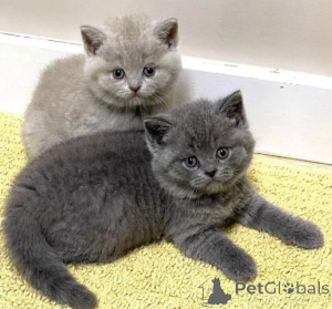 Photo №1. british shorthair - for sale in the city of Seville | negotiated | Announcement № 176400