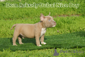 Photo №4. I will sell american bully in the city of Saratov. from nursery, breeder - price - 1302$