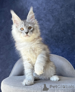 Photo №1. maine coon - for sale in the city of Berlin | negotiated | Announcement № 169877