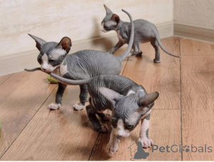 Photo №1. sphynx cat - for sale in the city of Bünsdorf | 329$ | Announcement № 149739