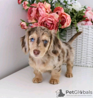 Photo №2 to announcement № 116788 for the sale of dachshund - buy in Finland private announcement, breeder