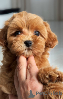 Photo №1. maltese dog - for sale in the city of Berlin | 1239$ | Announcement № 163963