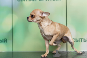 Photo №2 to announcement № 105213 for the sale of chihuahua - buy in Germany breeder