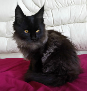 Photo №1. maine coon - for sale in the city of Nikolaev | Negotiated | Announcement № 6005