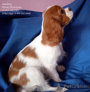 Photo №3. Cavalier king charles spaniel. Russian Federation