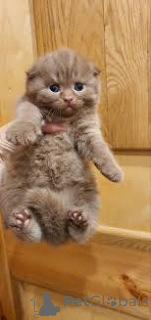 Photo №3. Chatons Scottish Fold à vendre. Belgium