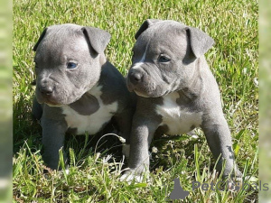 Photo №1. american pit bull terrier - for sale in the city of Hammelburg | 465$ | Announcement № 169475