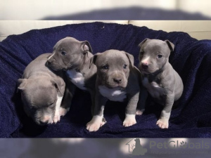 Photo №1. american pit bull terrier - for sale in the city of Berlin | Is free | Announcement № 126763