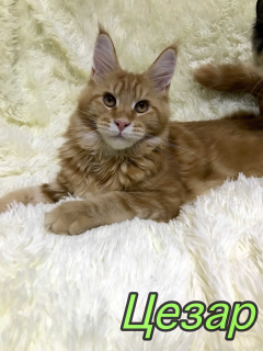 Photo №2 to announcement № 3767 for the sale of maine coon - buy in Russian Federation from nursery