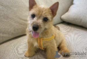 Photo №2 to announcement № 126984 for the sale of norwich terrier - buy in Germany private announcement