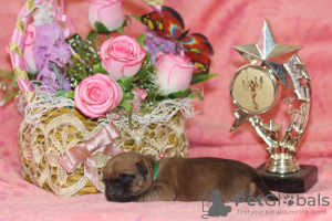 Photo №1. cairn terrier - for sale in the city of Arkhangelsk | Is free | Announcement № 10083