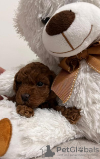 Photo №3. Poodle, red color. Serbia