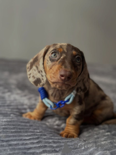 Photo №1. dachshund - for sale in the city of Anderlecht | negotiated | Announcement № 178070