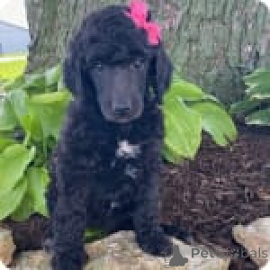 Photo №3. Rosebud. United States