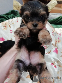 Additional photos: Yorkie/Kawaiiork puppies