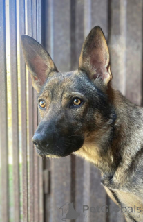 Photo №2 to announcement № 128715 for the sale of non-pedigree dogs - buy in Russian Federation 